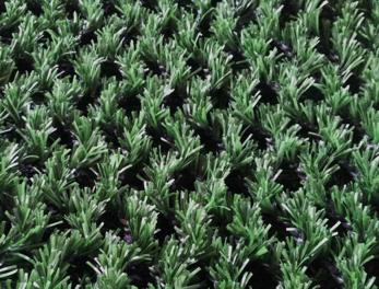 �X�g�����O�@�m�Ń^�C�v