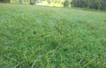 �J�o�[���[���ƍ���ł����񂾏��