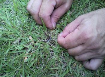 �{�H�����̊g��ʐ^�A�킩��܂��H